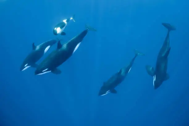 A pod of orcas, including a juvenile, swim beneath us in the warm waters of the Solomon Islands.