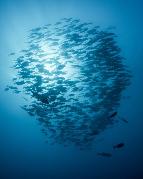 istock School of Trevally Silhouette 1173897359