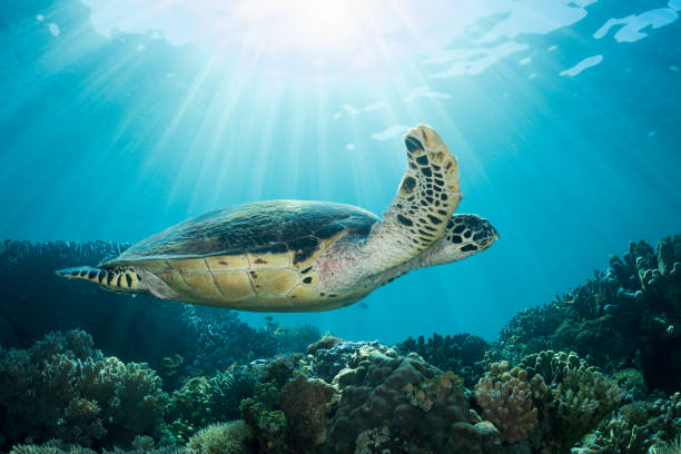 tortue d'hawksbill nageant le long du récif peu profond - archipel raja ampat photos et images de collection