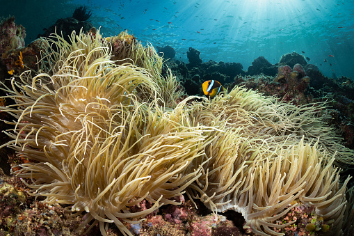 An orange-finned anemonefish near its host anemone in the Solomon Islands.
