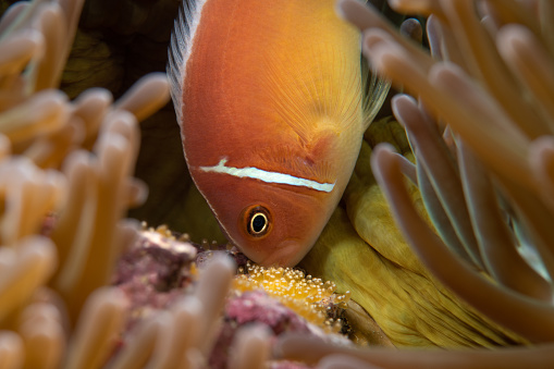 Clown Anemonefish Amphiprion ocellaris common clownfish fish shoal colony between sea anemone tentacles