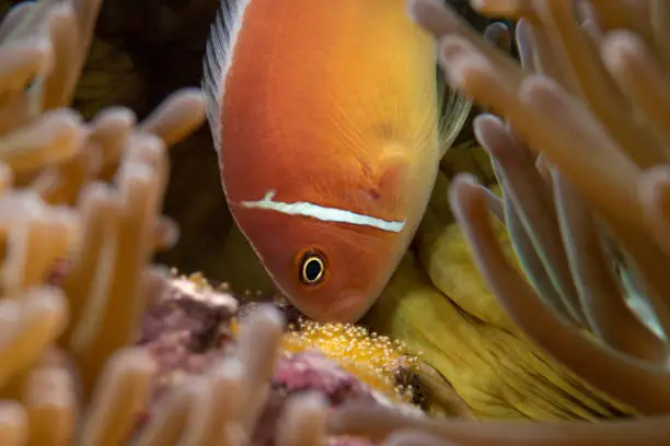 A pink anemonefish tends to its eggs near its anemone host.