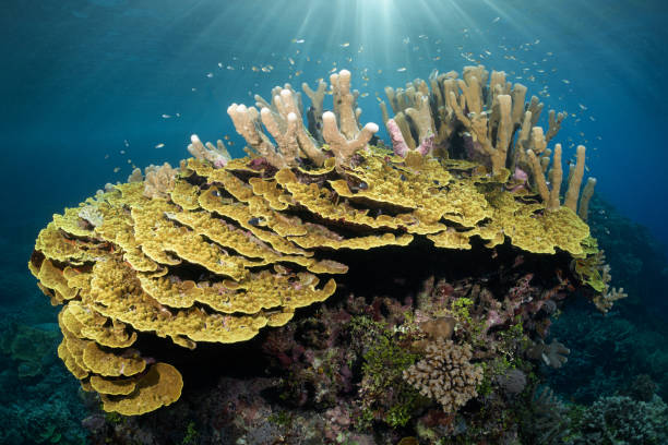 istock Hard Coral Garden with Sun Beams 1173897480