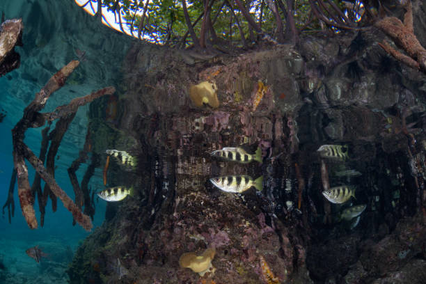 istock Archerfish Under the Mangroves 1173897481