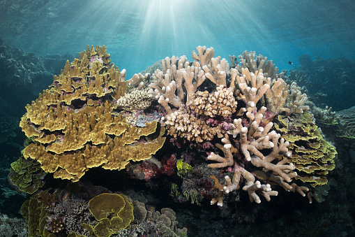 Mature hard corals flourish in the warm, sun-lit waters of the Solomon Islands.