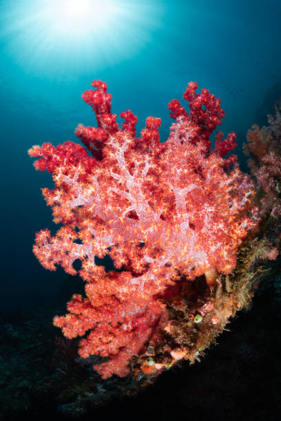 istock Colorful Soft Coral and Sun 1173897517