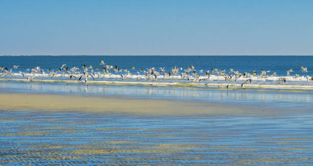 Sandy beach with shorebirds View of sandy South Carolina, USA, beach with shorebirds on clear fall day kiawah island stock pictures, royalty-free photos & images