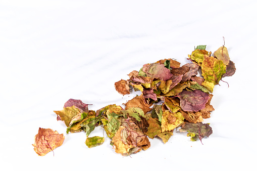 A collection of dried colorful autumn or fall leaves on white, not isolated, with copy space.