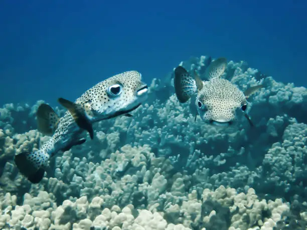 Pair of porcupinefish or pufferfish swim over coral underwater in Hawaii.