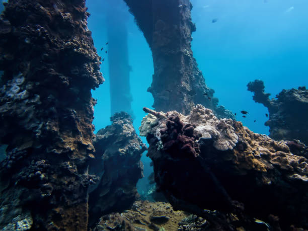 istock Collapsed Pier Underwater Seascape with Coral 1173898679