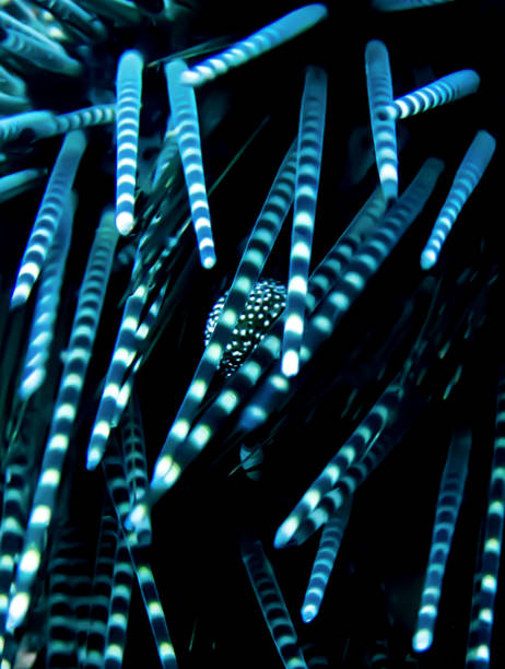 feche acima das listras e das espinhas no mar urchin underwater verde e branco - green sea urchin fotos - fotografias e filmes do acervo