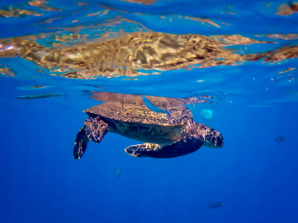 istock Sea Turtle with Neon Blue Needlefish Underwater 1173898704