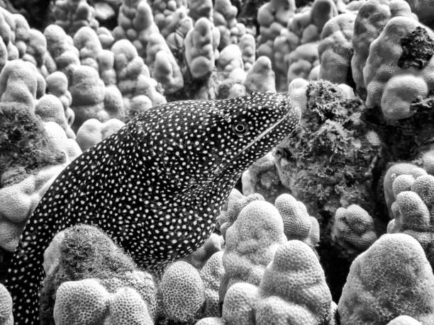 Eel Texture 240+ Moray Texture Stock Photos, Pictures & Royalty-Free Images - iStock