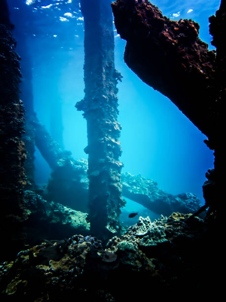 istock Underwater Coral Crusted Collapsed Pier and Fish 1173898816