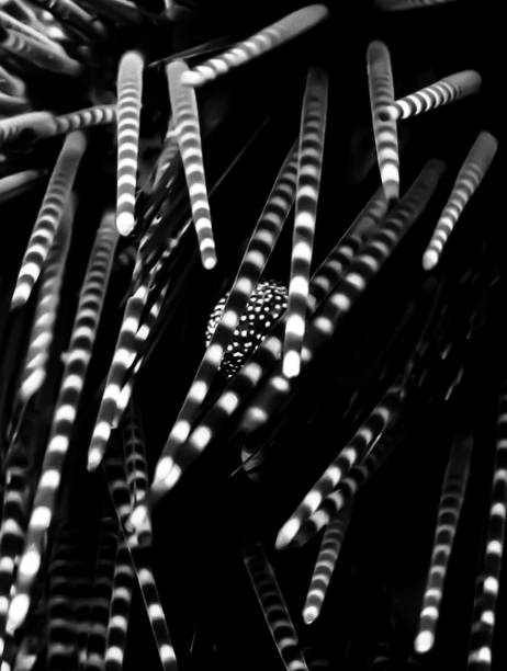 espinhas listradas macro abstratas do ouriço-do-mar preto e branco - green sea urchin fotos - fotografias e filmes do acervo