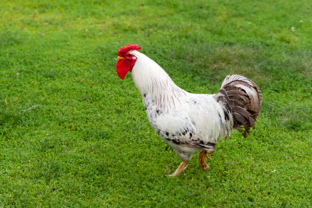 istock Beautiful rooster on the green grass. 1173898923