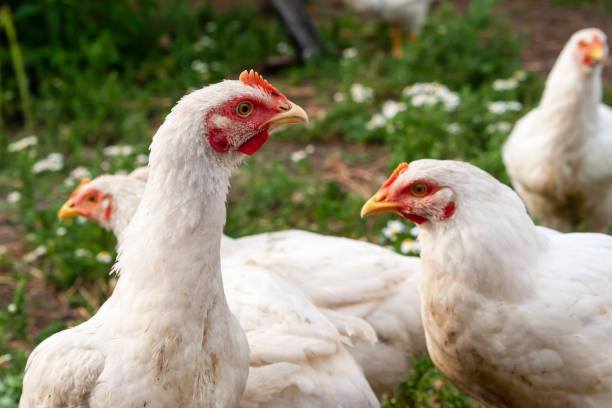 istock A curious look of a hen, closeup. 1173898924