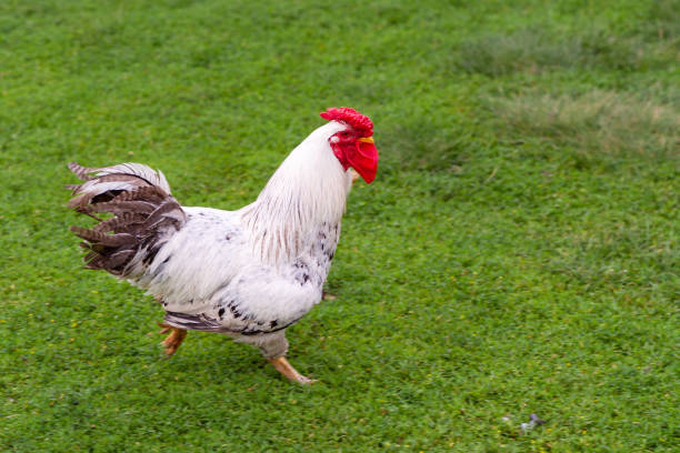 istock A beautiful rooster runs along the green grass. 1173898944