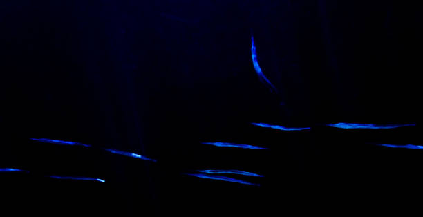 istock Neon Blue Needlefish Abstract with One Fish Pointing Up 1173898976