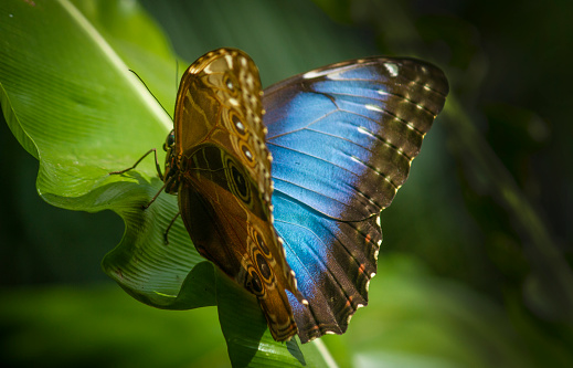 Morpho Peleides, emperor butterfly,in a violet orchid, with open wings