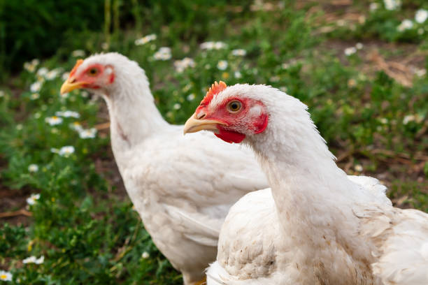 istock Silly look of a hen, closeup. 1173899071