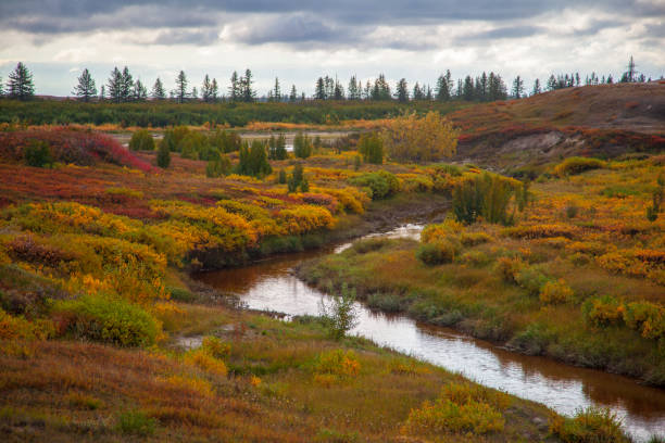 schöne landschaft von wald-tundra, herbst in der tundra. gelbe fichtenzweige in herbstfarben auf dem mooshintergrund. tundra, russland. - forest tundra stock-fotos und bilder