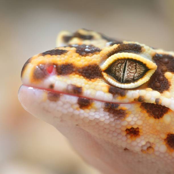 istock Leopard gecko Eublepharis macularius in the Zoo 1173899716