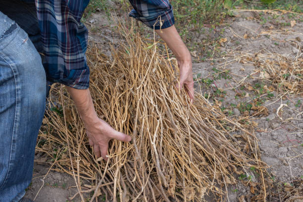 istock Autumn garden cleaning 1173900027