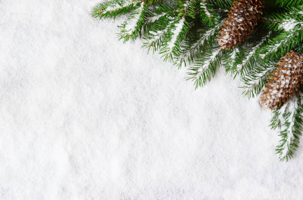 istock Christmas background, green pine branches, cones on snow background. Creative composition with border and copy space, top view. New Year's, holiday, christmas, decoration. 1173900074