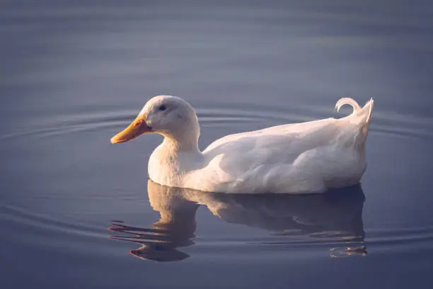 Pekin duck (also known as Aylesbury or Long Island duck) swimming on a lake with reflection