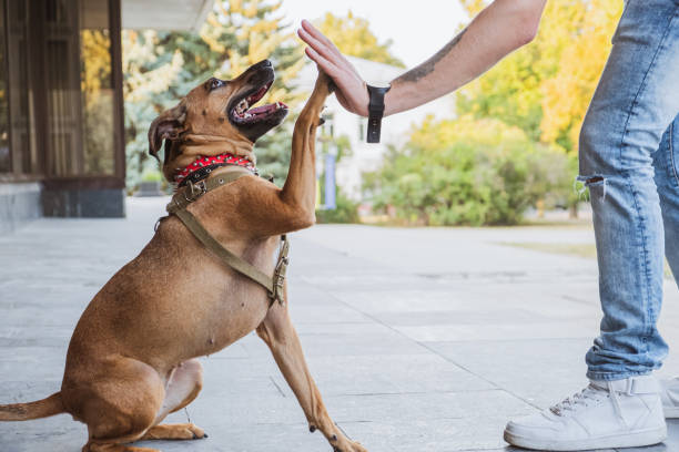 Funny and cheerful dog doing "high five" with the owner. Dog care, upbringing and bonding:  happy mixed breed dog on a walk doing a shake command mixed breed dog stock pictures, royalty-free photos & images