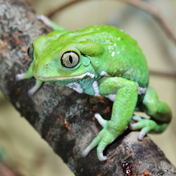 istock Waxy monkey leaf frog Phyllomedusa sauvagii 1173904591