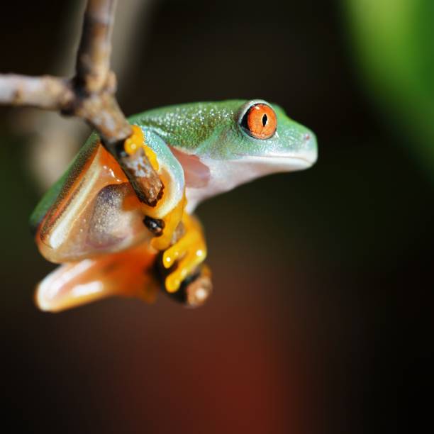 istock red-eye tree frog  Agalychnis callidryas in terrarium 1173904602