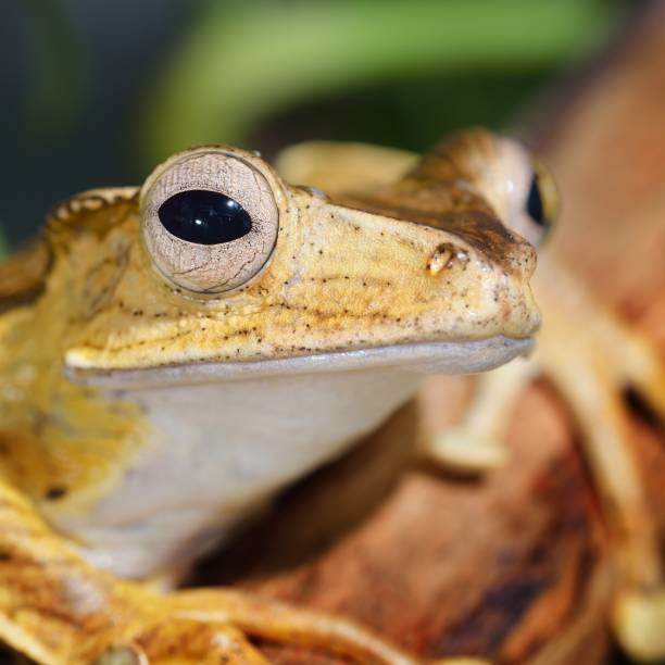 istock Borneo eared frog Polypedates otilophus 1173904612