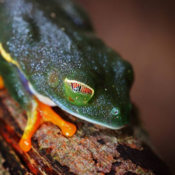 istock red-eye tree frog  Agalychnis callidryas in terrarium 1173904617