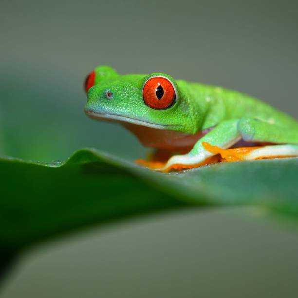 istock red-eye tree frog  Agalychnis callidryas in terrarium 1173904647