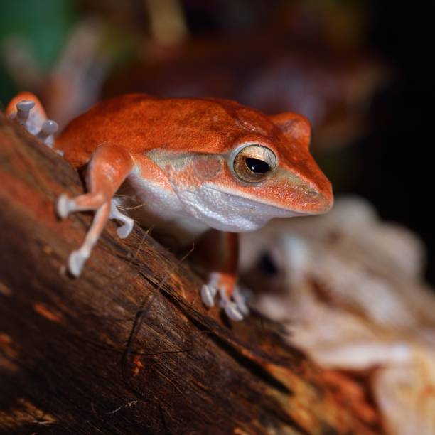 istock Common tree frog Polypedates leucomystax in terrarium 1173904675