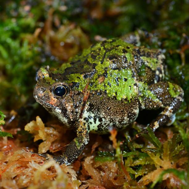 madagascan burrowing frog scaphiophryne marmorata in moss - marmorata imagens e fotografias de stock