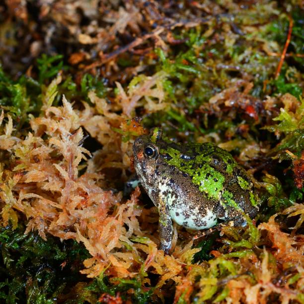 madagascan burrowing frog scaphiophryne marmorata nel muschio - marmorata foto e immagini stock