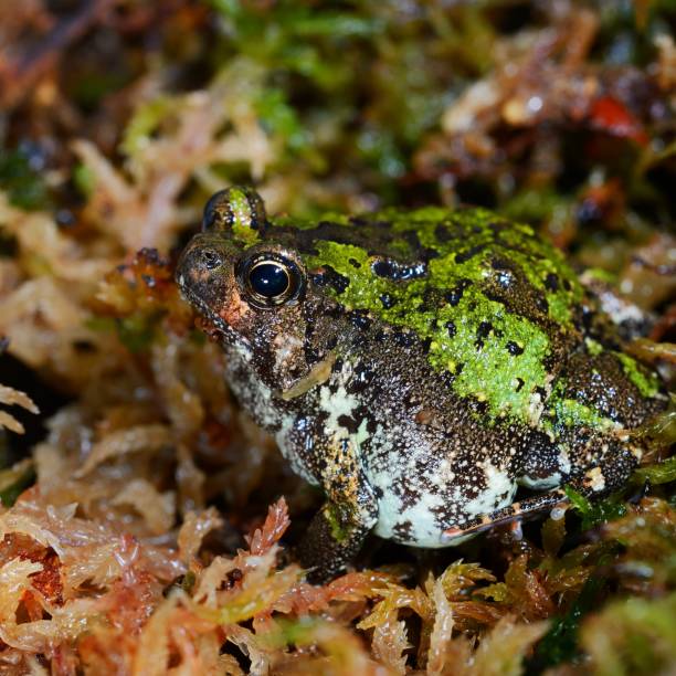 madagascan burrowing frog scaphiophryne marmorata in moss - marmorata imagens e fotografias de stock