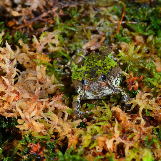 madagascan burrowing frog scaphiophryne marmorata nel muschio - marmorata foto e immagini stock