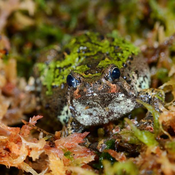 madagascan burrowing frog scaphiophryne marmorata nel muschio - marmorata foto e immagini stock