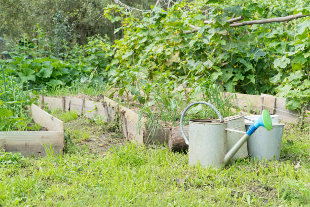 istock garden with watering can 1173904811