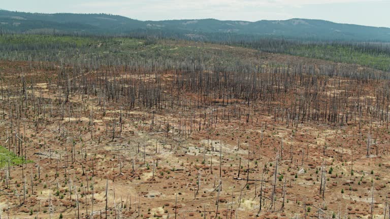 Ascending Drone Shot of Vast Burned Area After California Wildfire