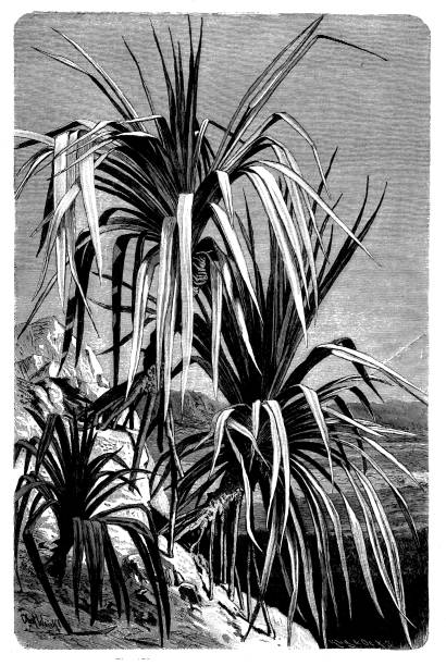 antike botanik-illustration: pandanus utilis, schraube - screwpine stock-grafiken, -clipart, -cartoons und -symbole