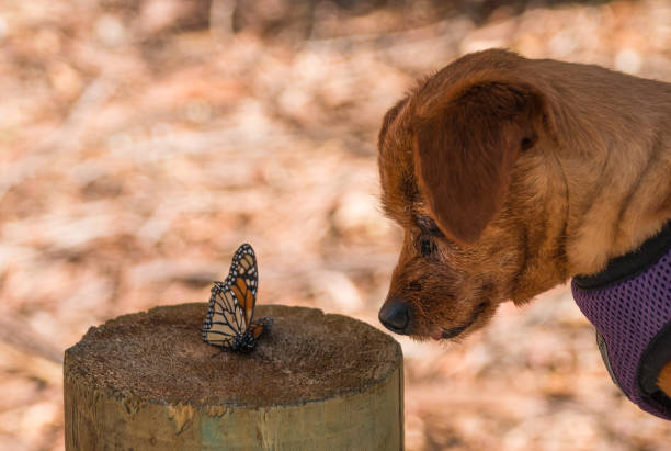 istock Dog meets butterfly 1173905570
