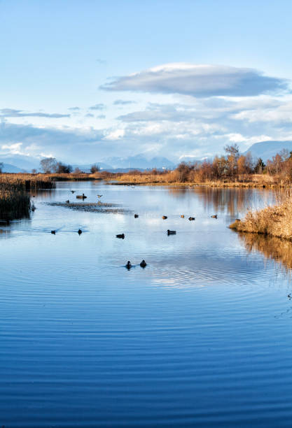 istock George C. Reifel Migratory Bird Sanctuary in autumn, Delta, BC, Canada 1173907494