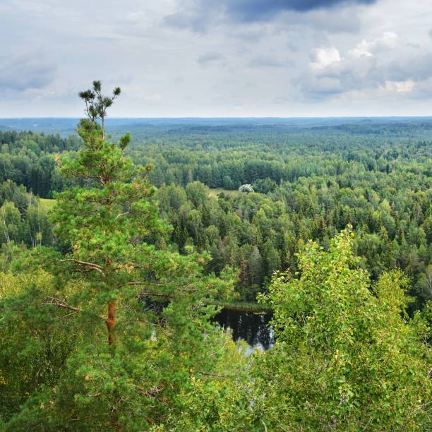 istock Forest covered hills in Latvia 1173907917