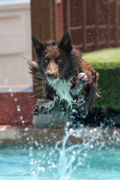 istock Brown border collie about to land in the pool 1173908162