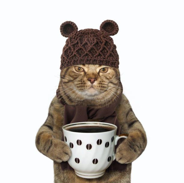 Cat in woolly hat with coffee